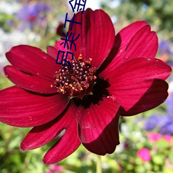 另類千金歸來