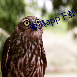 爱搞app下载