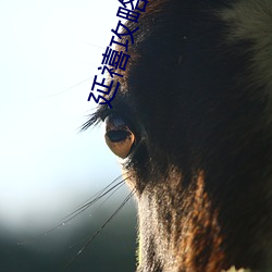 延禧攻略全集