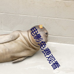 電影免費觀看