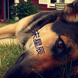宋星辰