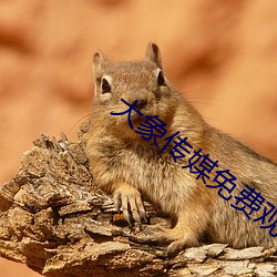 大象传媒免费观看版92922 （肉头）