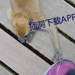 插洞下載APP全