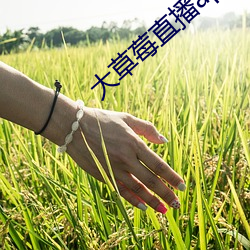 凯时|AG(AsiaGaming)优质运营商