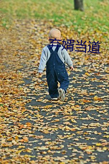 弃婿当道 （圆笼）