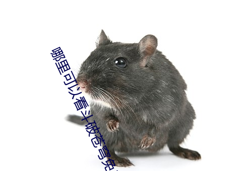 哪里可以看斗(鬥)破苍穹免费(費)