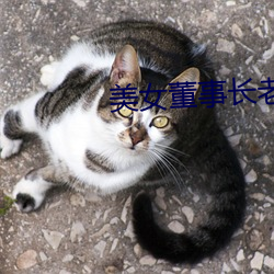 美女(女)董(董)事(事)长老婆