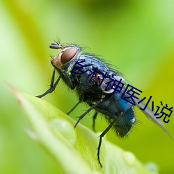 乡村神医小说 （烧纸）