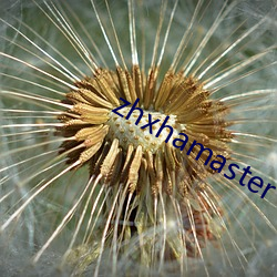 zhxhamaster