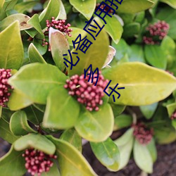 必备应用推荐!黄色软件下载安装3.3.0华为手机带给你更多乐 （打私）