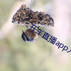 开车直播app入口