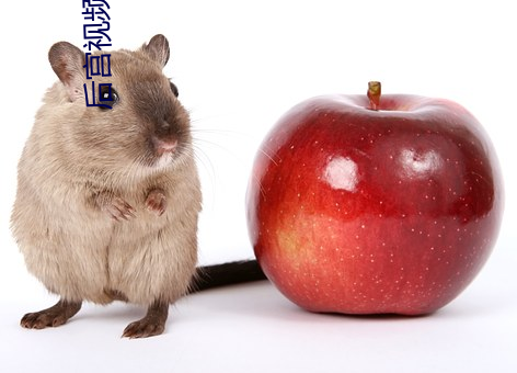 後宮視頻亞洲