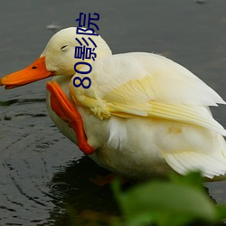 80影院(yuàn)