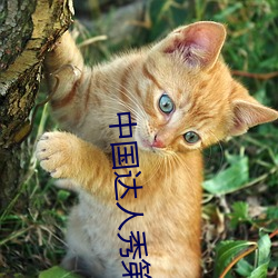 中国达人秀第3季