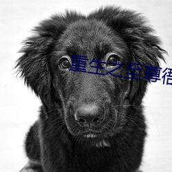 重生之至尊衙内 （几何学）