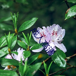 成人高清 （救燎助薪）