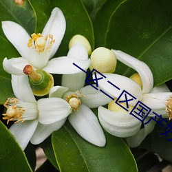 一区二(二)区国产好的(的)精华液SUV