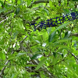 丁香花在線影院