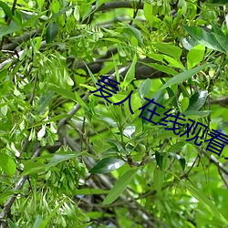 爱(愛)人在(在)线(線)观看完(完)整(整)版电影