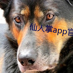 仙人掌app官(guān)网下载(zài)安装旧版