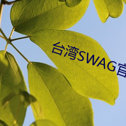 台湾SWAG官(官)方网(網)站