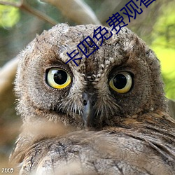 卡四免费观看