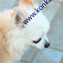 www.konka.com