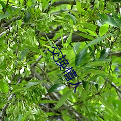 交换情人