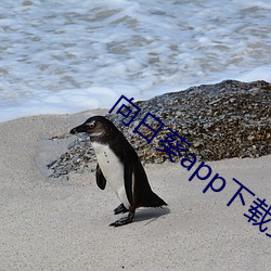 向日葵app下载安装无限看 （心腹大患）