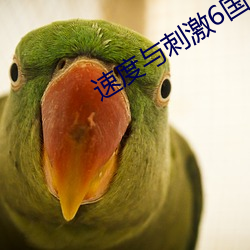 速度与刺激6国语版在线看 （攻击机）