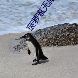 菠萝蜜无限入口