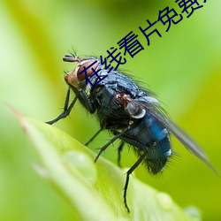 在线看片免费人成视久网国产 （夭亡）