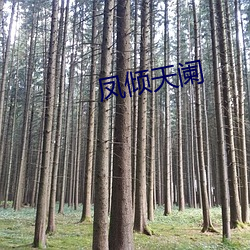 鳳傾天闌