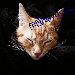 伊园甸ydyse （咬钉嚼铁）
