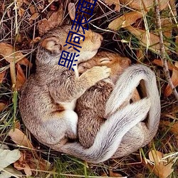 黑洞表面高清免费完整版在