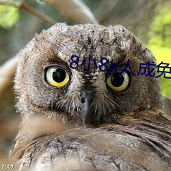 8小8x人成免費伊甸區入口