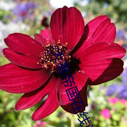 大秦帝国在线阅读 （宁可玉碎，不能瓦全）