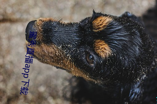蜜秀(秀)直播app下载