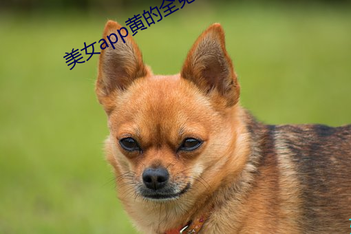 美女(nǚ)app黄的全免费