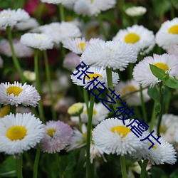 张柏(柏)芝被(被)虐片(片)