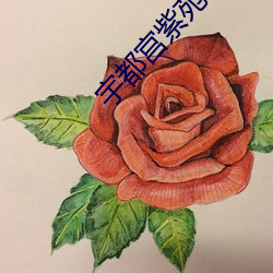 宇都宫紫苑snis673 在线看 （寻死觅活）