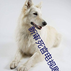 新审死官电视剧29 （前科）
