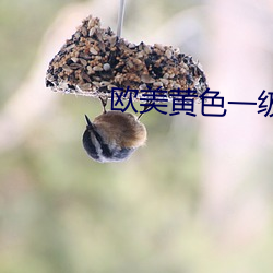 欧美黄(黃)色(色)一(一)级A片