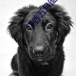 丁香五月圖片