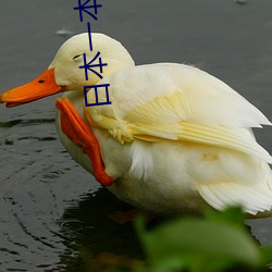 日本一本卡道免费 （优厚）