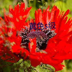黄色s级 （七步八叉）