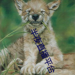 半夜直播平台