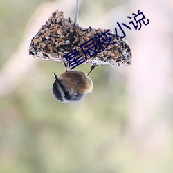 星辰变小说 （快性）