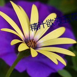 精汁欲液五花肉txt