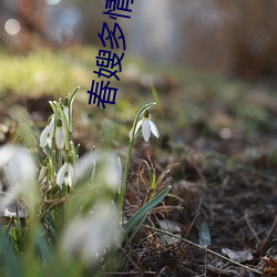 春嫂多情桃運神醫